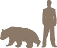 Giant Panda and Human - Scale